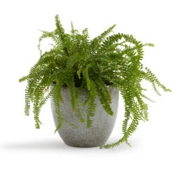 Cache-pot En Terre Cuite émaillée Ø29 Cm, Orane -Ameublement De Maison 0fe463d58632fcebc8e8a74d97c08dee