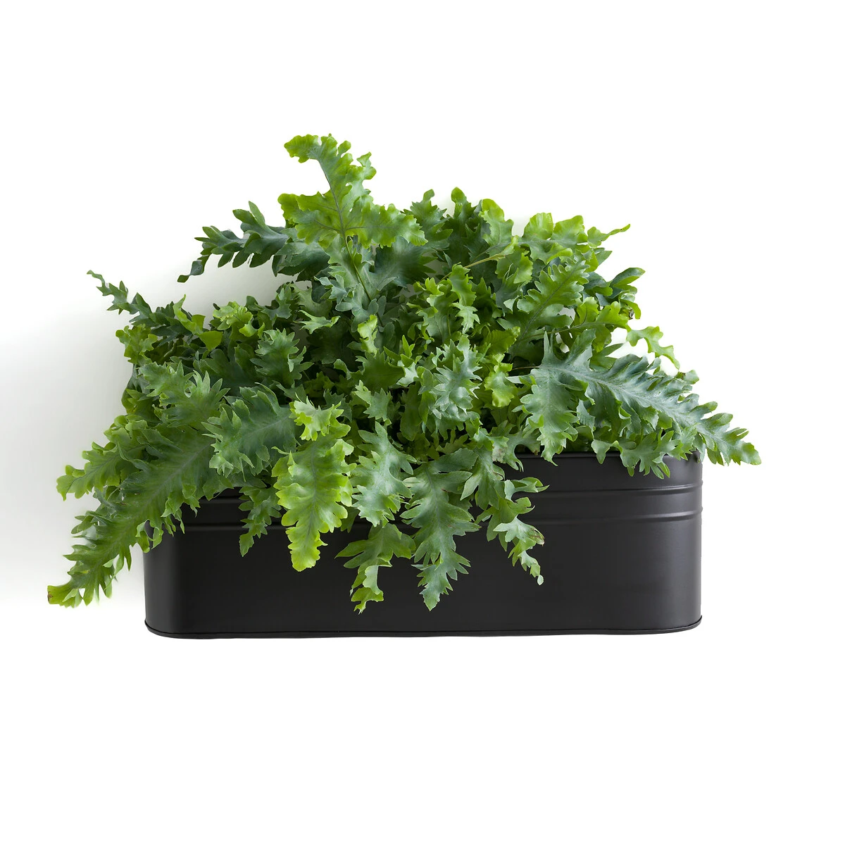 Cache-pot / Jardinière Murale Métal Fer, Anaïa 3 Cache-pot / Jardinière Murale Métal Fer, Anaïa