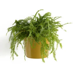 Cache-pot Mural En Métal, Anaïa -Ameublement De Maison 294b6805487973efd2f008cc3d862afe