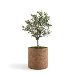 Cache-pot En Grès H30 Cm, Natte