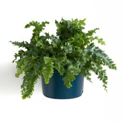 Cache-pot Mural En Métal, Anaïa -Ameublement De Maison c698a6a871f80b9c3e10cacf25e68552