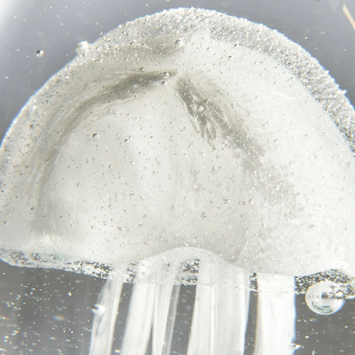 Sulfure H18 Cm, Medusa 4 Sulfure H18 Cm, Medusa – Image 2